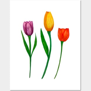 Three bright watercolor tulips Posters and Art